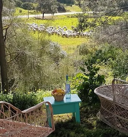 Koala Valdareina, Piscine Chauffee, Benagil-carvoeiro Carvoeiro (Lagoa)